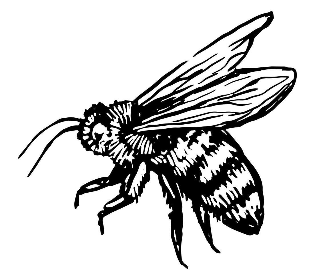 vliegend bij, insect dier schetsen. hand- getrokken vector illustratie. retro gravure stijl clip art geïsoleerd Aan wit achtergrond.