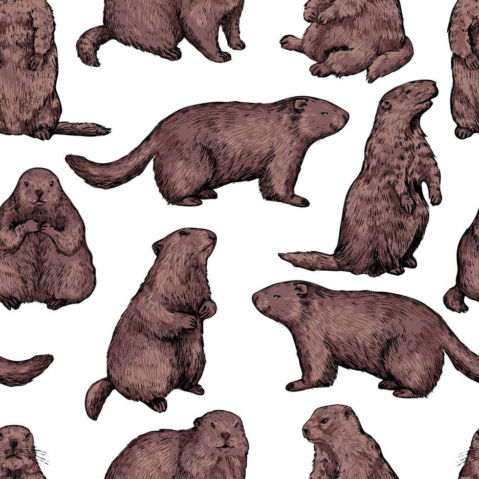 naadloos patroon van realistisch groundhogs, marmot. hand- getrokken vector illustratie. bosmarmot gekleurde retro ornament. ontwerp voor kleding stof, textiel, behang, afdrukken, achtergrond, groundhog dag decor, kaart.