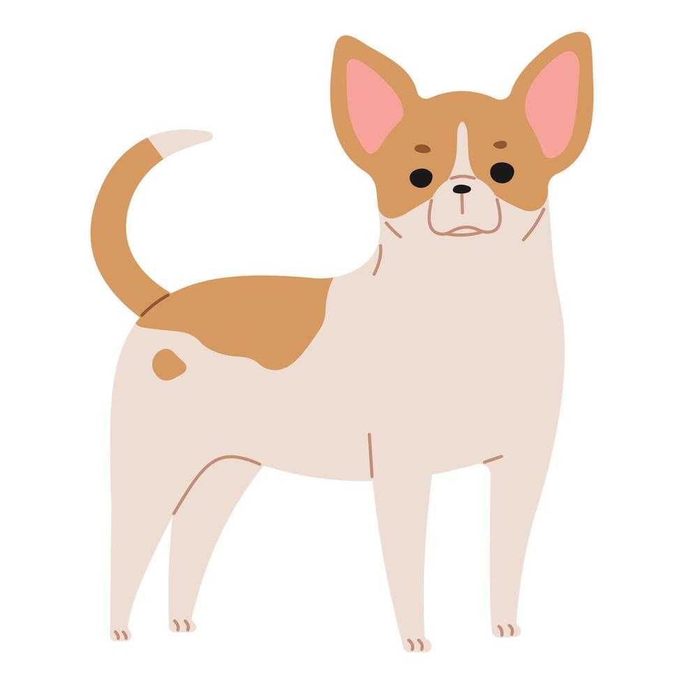 chihuahua schattig Aan een wit achtergrond, vector illustratie.