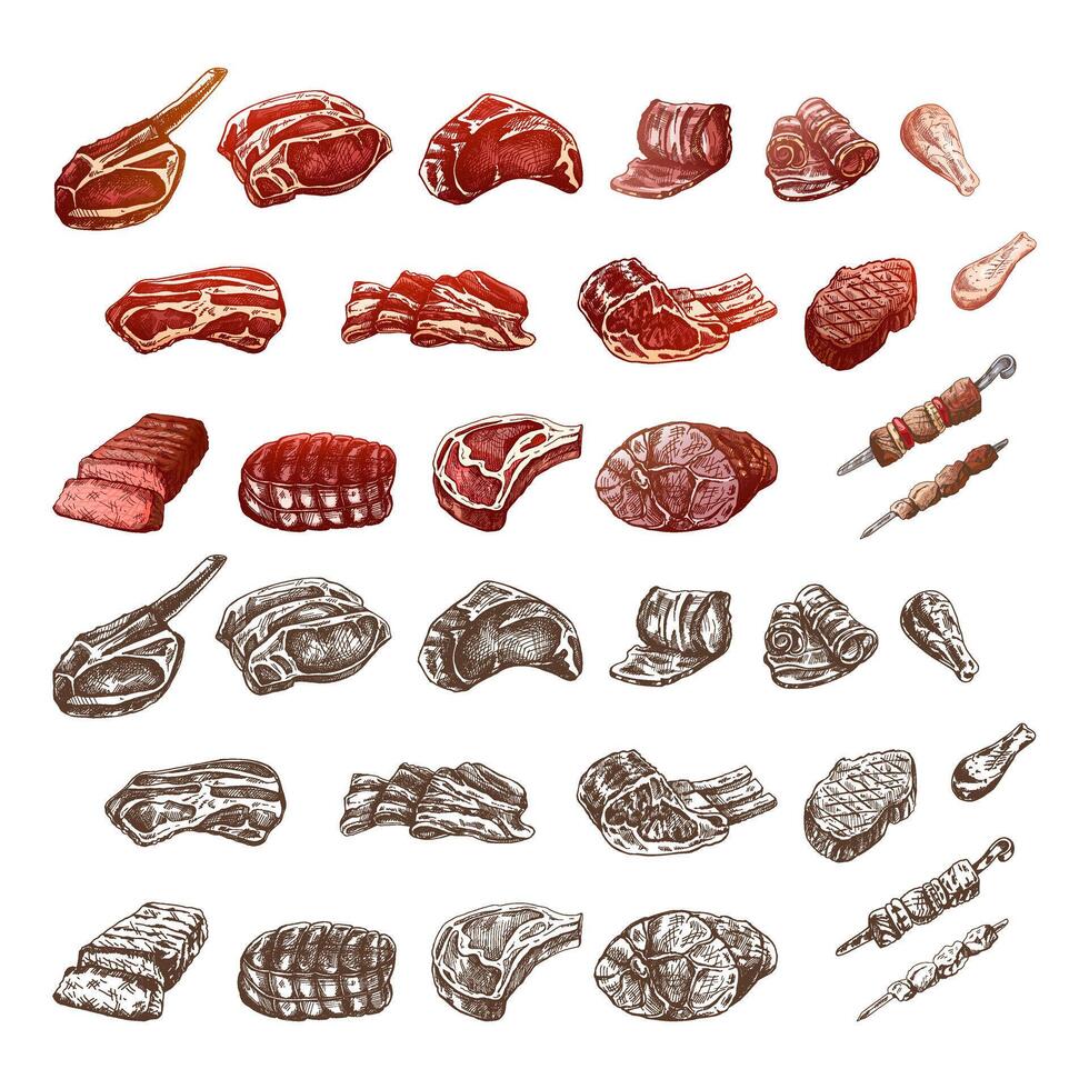 reeks van hand getekend gekleurde en monochroom schetsen van verschillend types van vlees, steaks, kip, kebab, spek, lende, varkensvlees, rundvlees, ham, barbecue. wijnoogst illustratie. vector