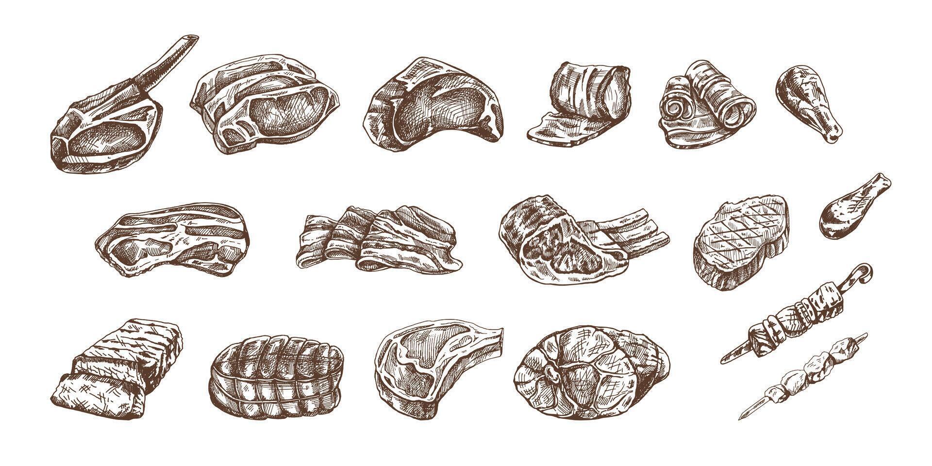 reeks van hand getekend schetsen van verschillend types van vlees, steaks, kip, kebab, spek, lende, varkensvlees, rundvlees, ham, barbecue. wijnoogst illustratie Aan wit achtergrond. vector