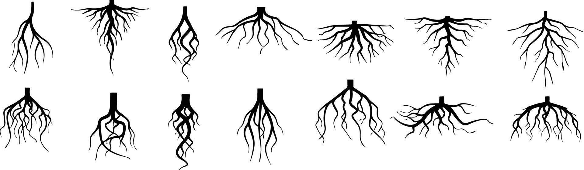bomen wortels silhouet icoon vector set. penwortel en vezelig wortel systemen van divers planten, realistisch zwart wortels illustraties.