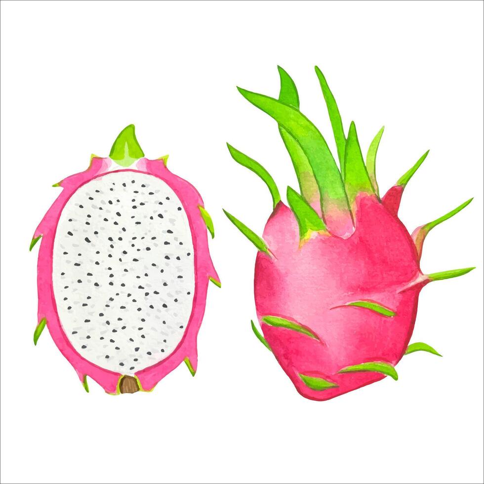 hand- getrokken rijp draak fruit, waterverf illustratie vector