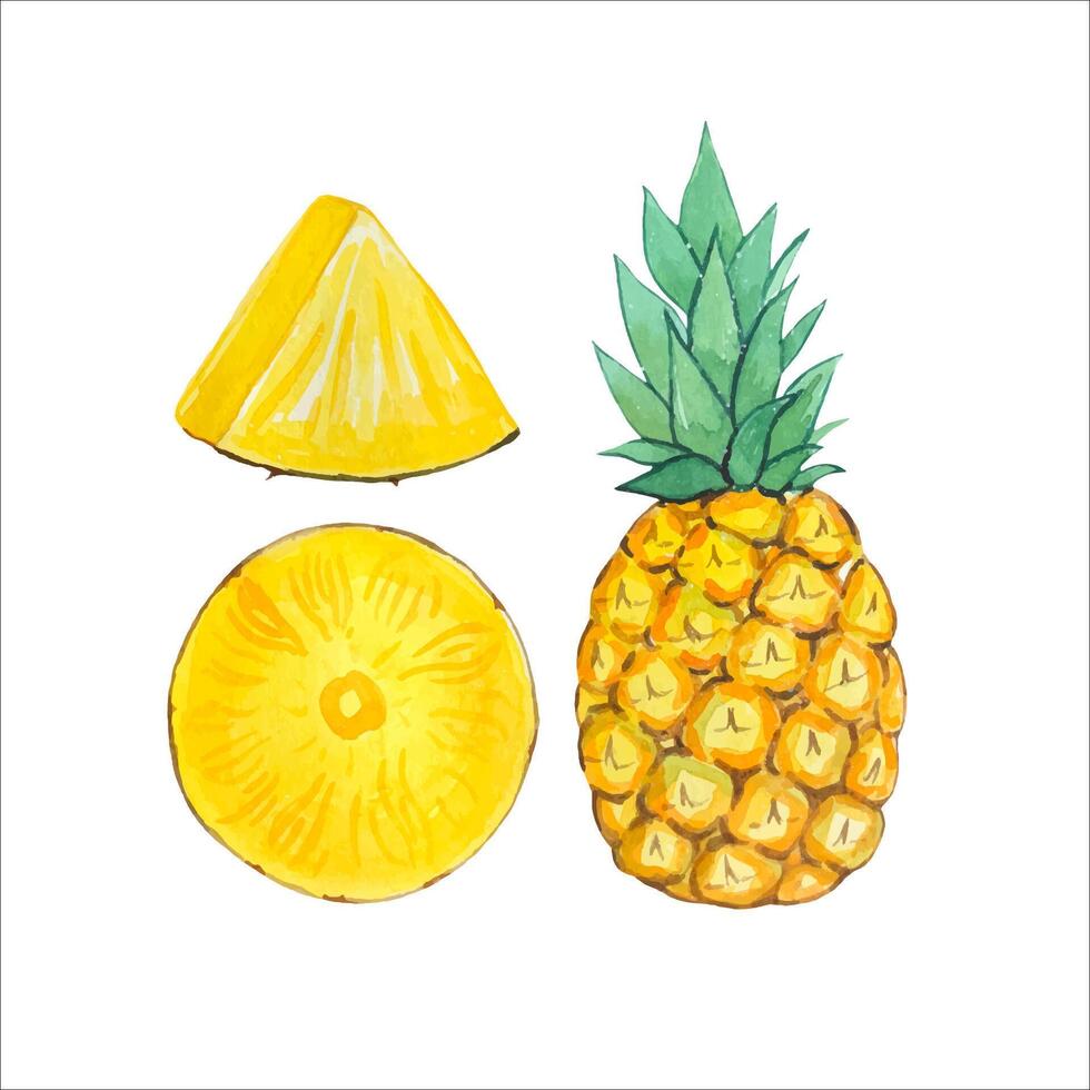 hand- getrokken ananas met ananas plakjes, waterverf illustratie vector