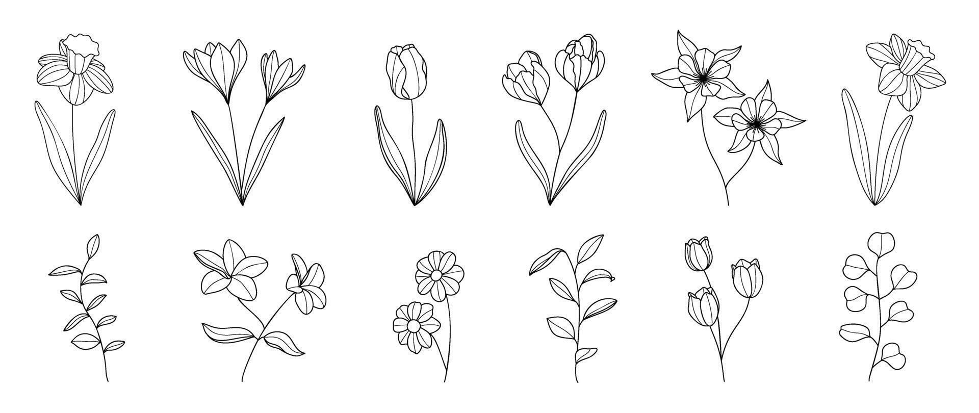 reeks botanisch hand- getrokken vector element. verzameling van gebladerte, tak, bloemen, eucalyptus bladeren, tulp in lijn kunst. minimaal stijl bloesem illustratie ontwerp voor logo, bruiloft, uitnodiging, decor.