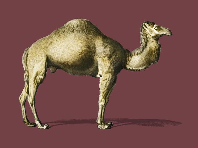 Camel (Camelus) geïllustreerd door Charles Dessalines D &#39;Orbigny (1806-1876). Digitaal verbeterd van onze eigen uitgave van Dictionnaire Universel D&#39;histoire Naturelle uit 1892. vector