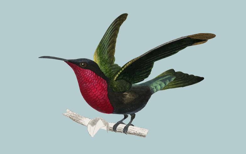 Granaatkever (Trochilus granatinus), geïllustreerd door Charles Dessalines D &#39;Orbigny (1806-1876). Digitaal verbeterd van onze eigen uitgave van Dictionnaire Universel D&#39;histoire Naturelle uit 1892. vector