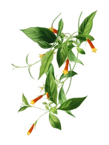 Candy corn Vine (Manettia bicolor) geïllustreerd door Charles Dessalines D &#39;Orbigny (1806-1876). Digitaal verbeterd van onze eigen uitgave van Dictionnaire Universel D&#39;histoire Naturelle uit 1892. vector