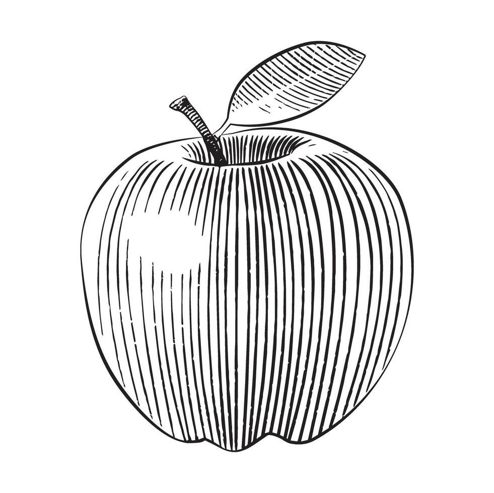 houtsnede stijl appel illustratie lijn kunst royalty vrij vector illustratie