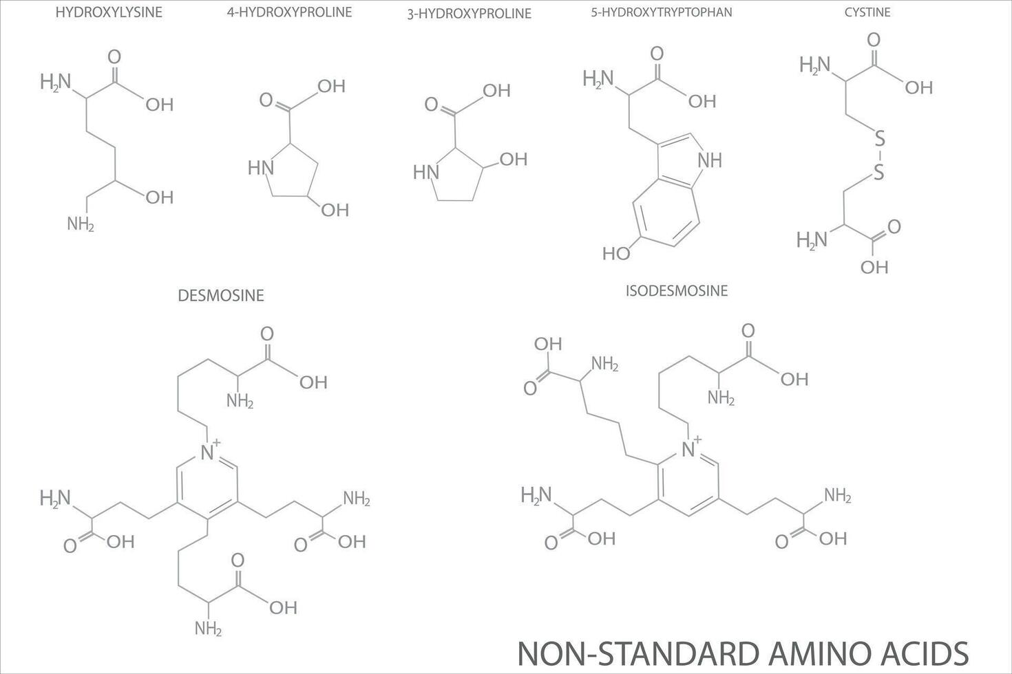 amino zuur moleculair skelet- chemisch formule vector