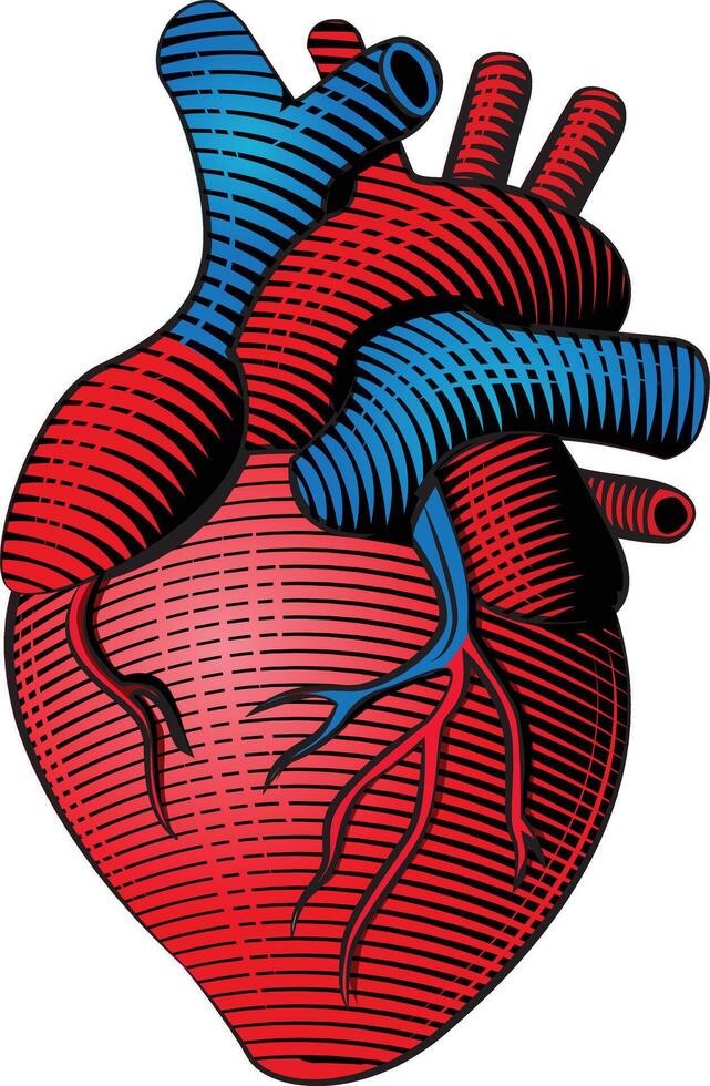 houtsnede stijl gekleurde menselijk hart lijn kunst vector