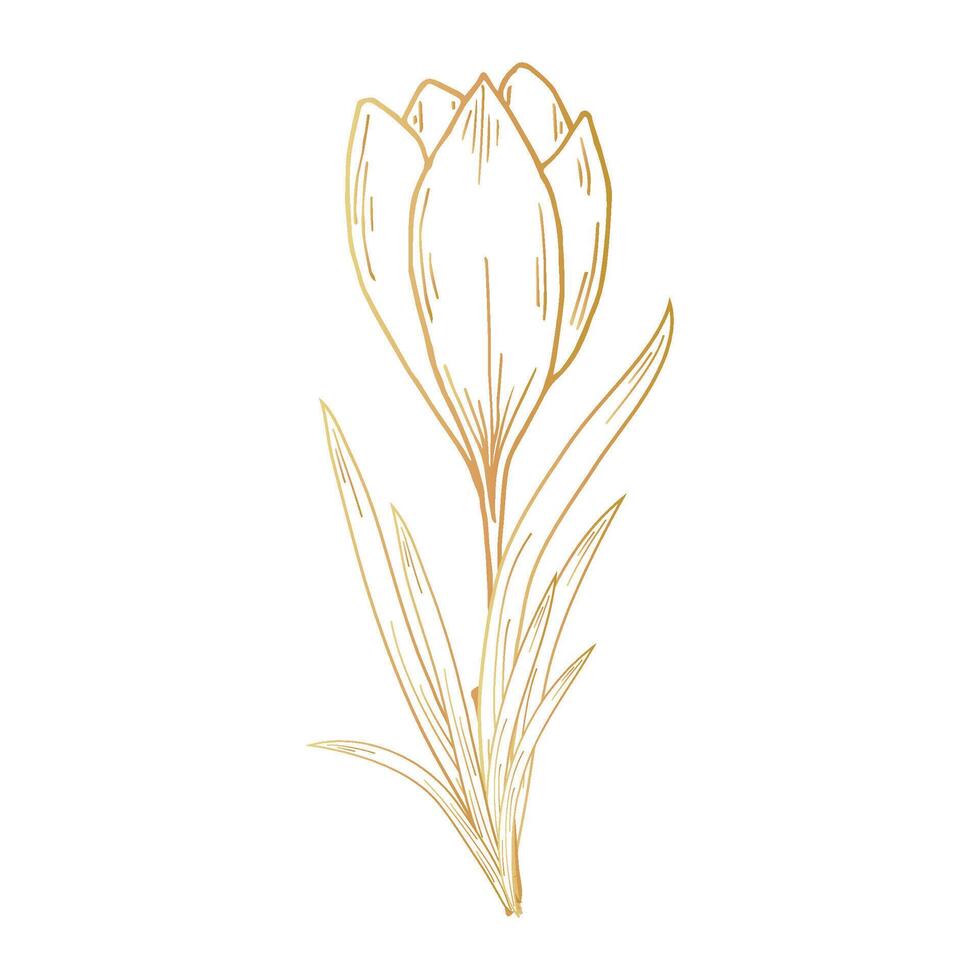 saffraan bloem, krokus in gouden kleur. hand- tekening. voor ansichtkaarten, uitnodigingen, het, afdrukken, voor uw ontwerp. vector