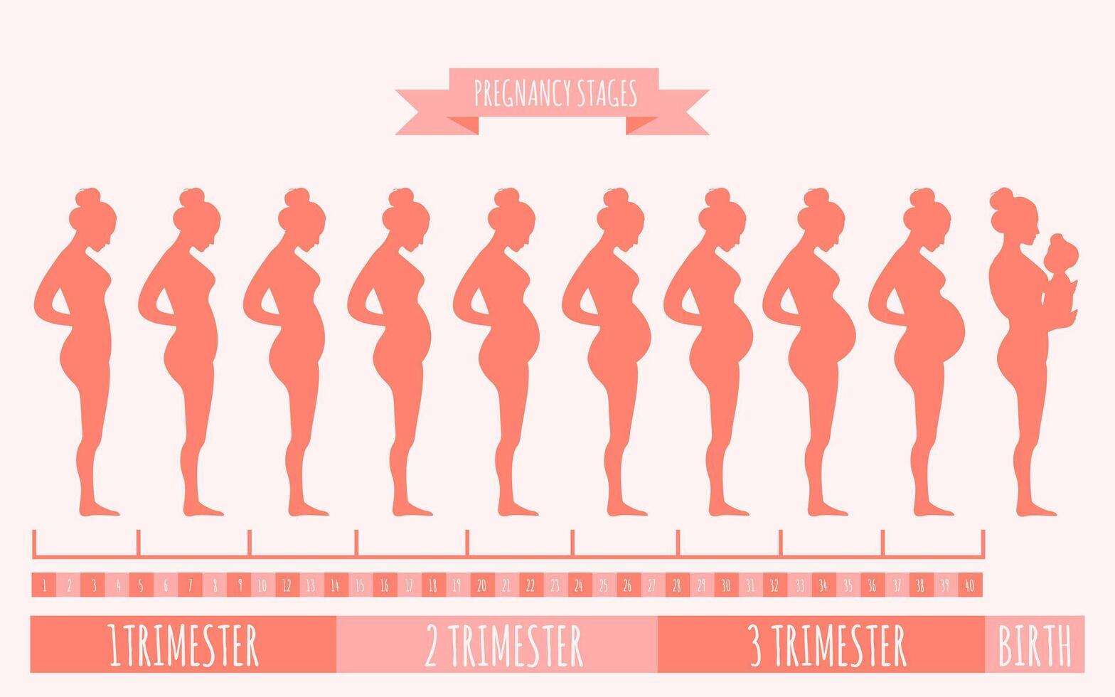 vector illustratie van zwanger vrouw silhouetten. veranderingen in een vrouw lichaam in zwangerschap. zwangerschap stadia, trimesters en geboorte, zwanger vrouw en baby. infographic elementen