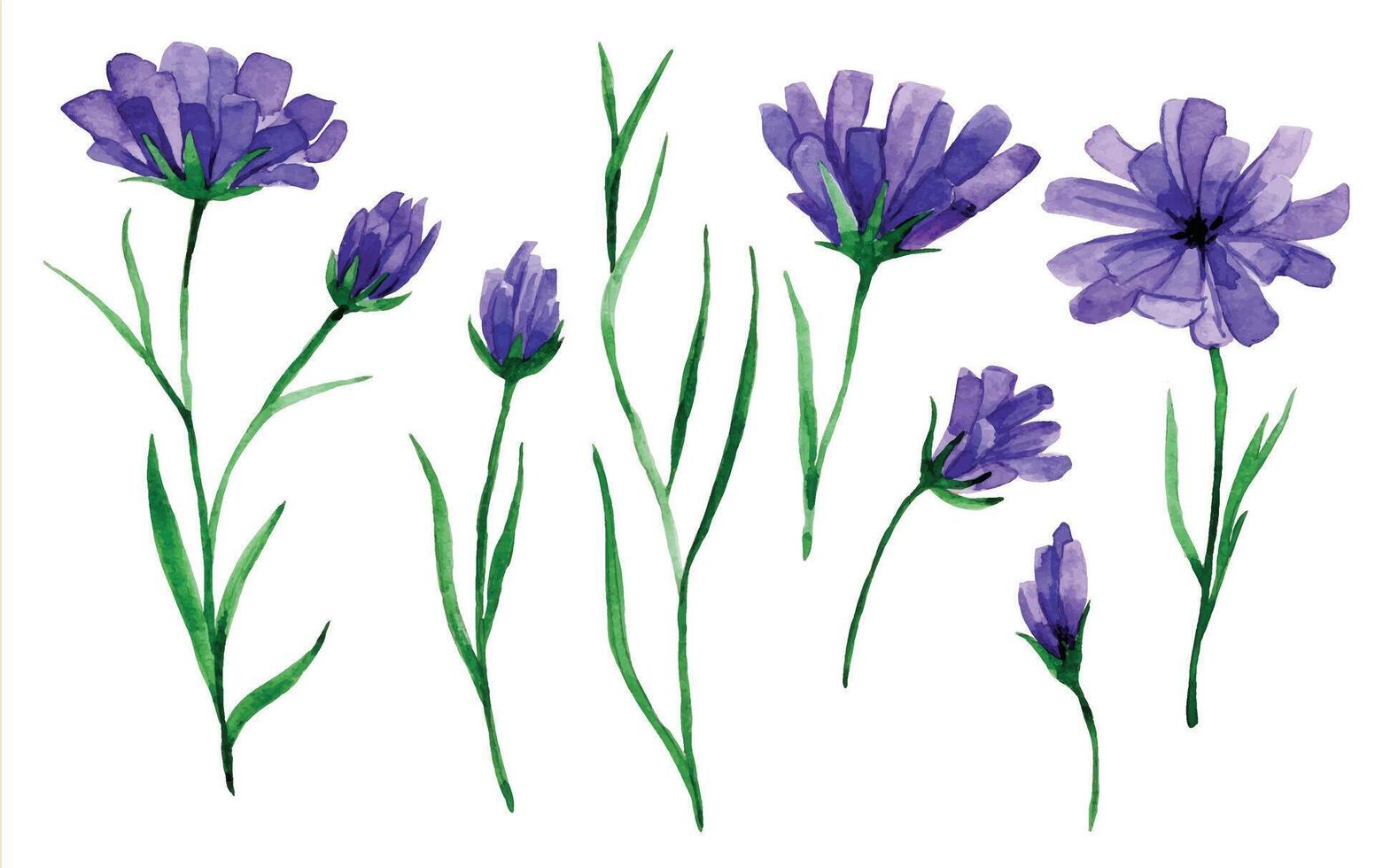 waterverf tekening, reeks van wild bloemen korenbloemen vector