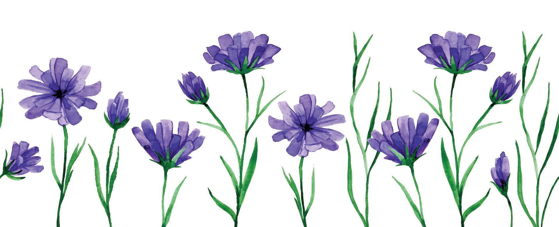 naadloos grens met wilde bloemen korenbloemen. waterverf tekening. vector