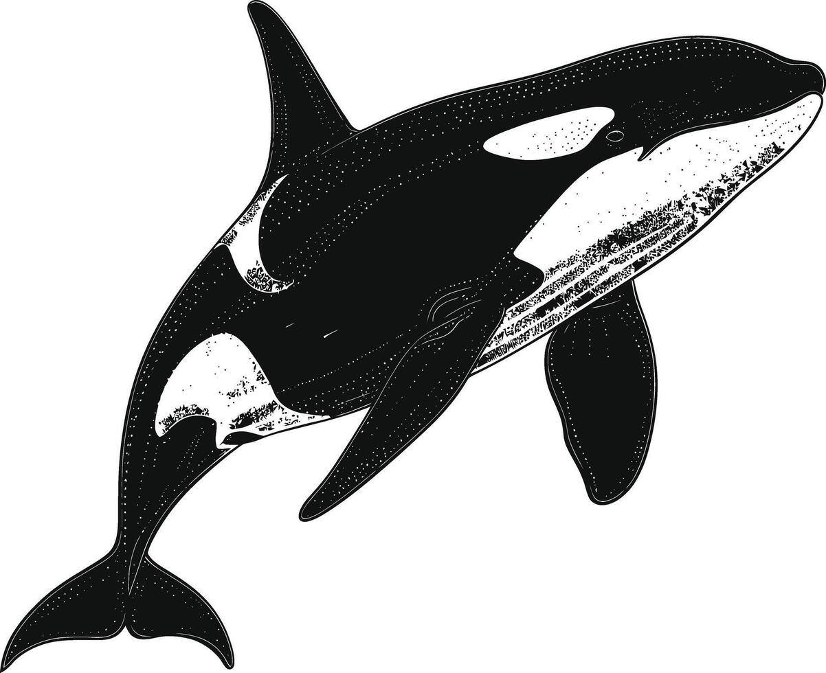 ai gegenereerd silhouet de orka of moordenaar walvis zwart kleur enkel en alleen vector