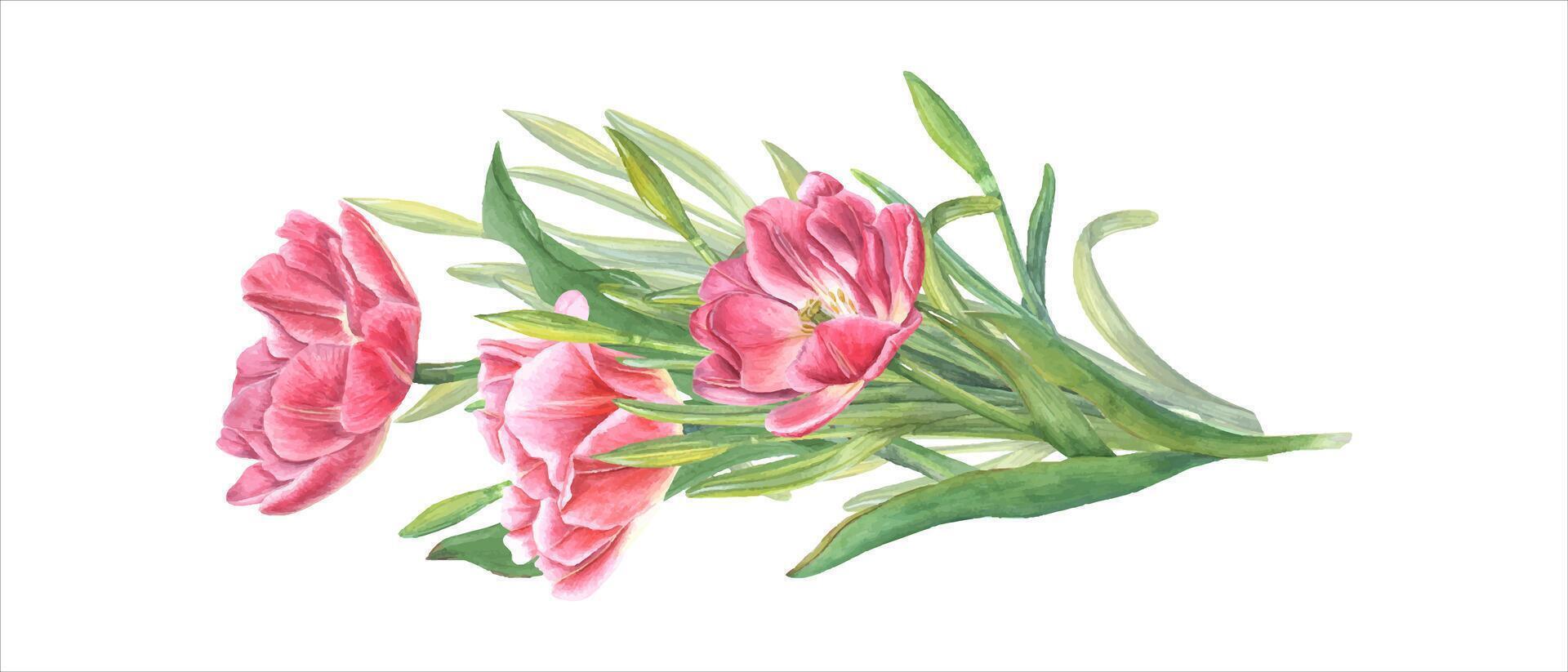 roze tulpen en narcissen. voorjaar bloem boeket. waterverf illustratie voor de ontwerp van ansichtkaarten, hartelijk groeten, patronen, voor opslaan de datum, valentijnsdag dag, verjaardag, bruiloft kaarten vector