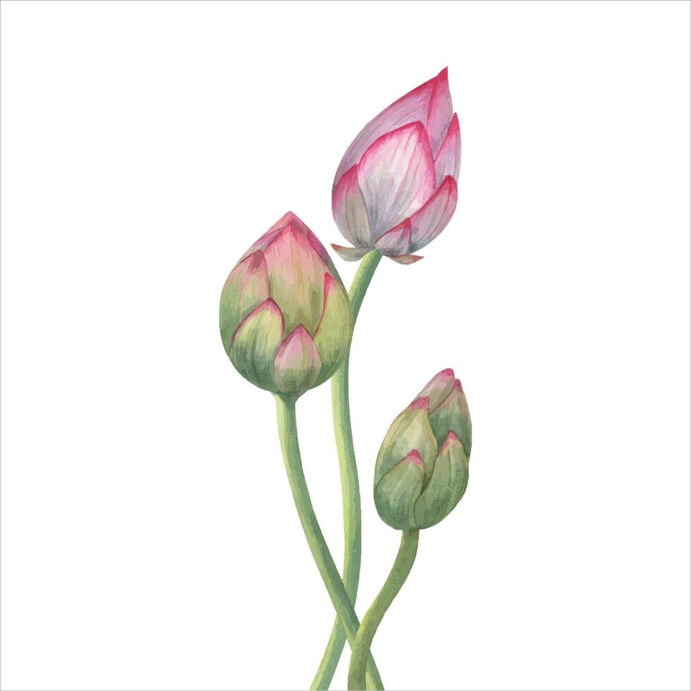 lotus knoppen. samenstelling van roze water lelie. drie bloemen. waterverf bloemen illustratie. hand- getrokken samenstelling voor poster, bruiloft ontwerp, yoga centrum. vector
