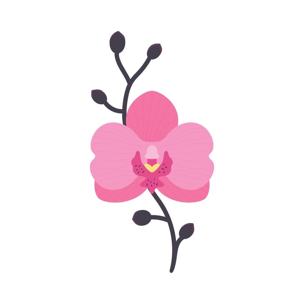 hand- getrokken roze orchidee bloem met Afdeling. vlak stijl. vector illustratie