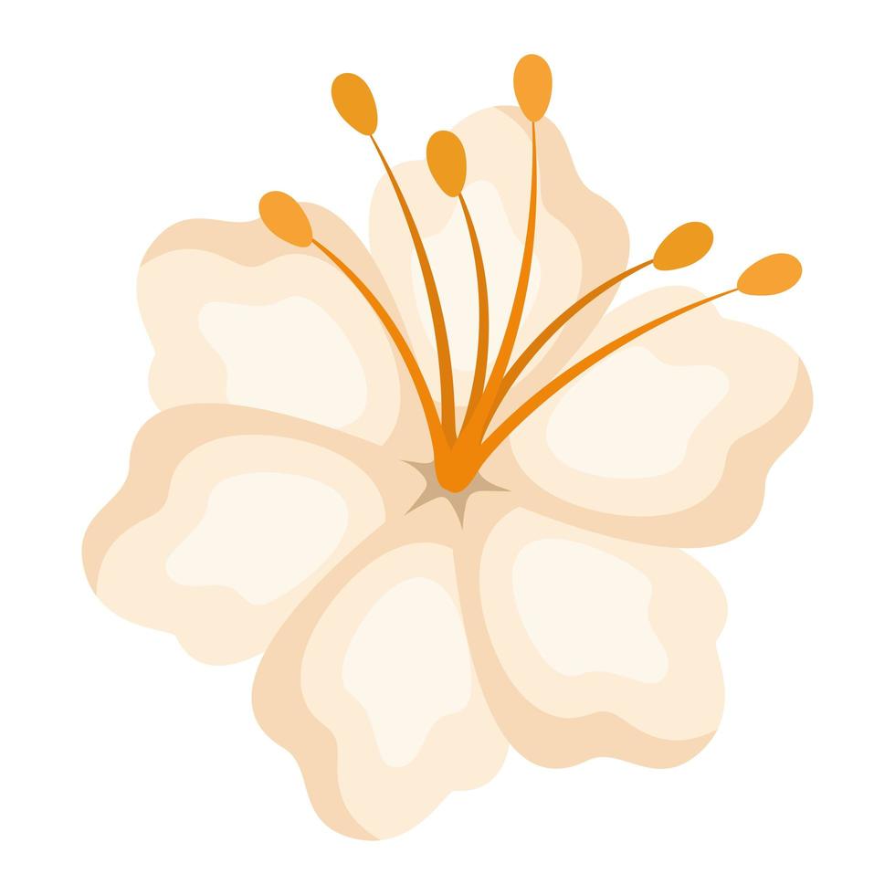 geïsoleerde witte Hawaiiaanse bloem vector design