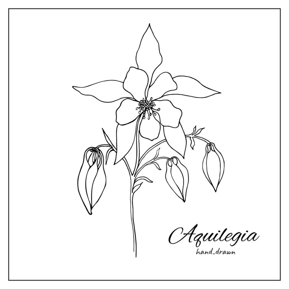 akelei aquilegia bloem bloesem. geïsoleerd vector botanisch illustratie retro, vintage, hand- getrokken, zwart en wit, schets. voor kleur boek, botanisch illustratie, ontwerp, decoratie