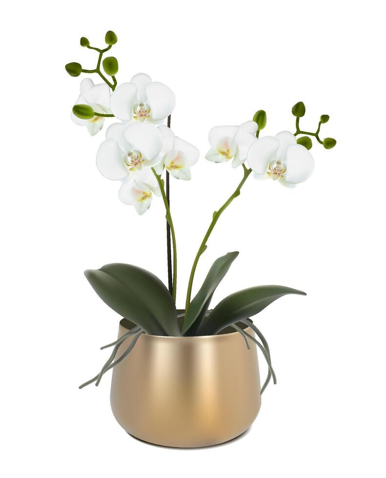 3d realistisch vector icoon illustratie. orchidee bloem in de gouden metaalachtig pot. geïsoleerd Aan wit achtergrond.