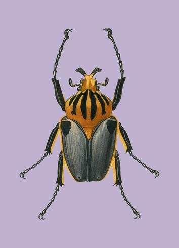 Goliathus cacicus geïllustreerd door Charles Dessalines D &#39;Orbigny (1806-1876). Digitaal verbeterd van onze eigen uitgave van Dictionnaire Universel D&#39;histoire Naturelle uit 1892. vector