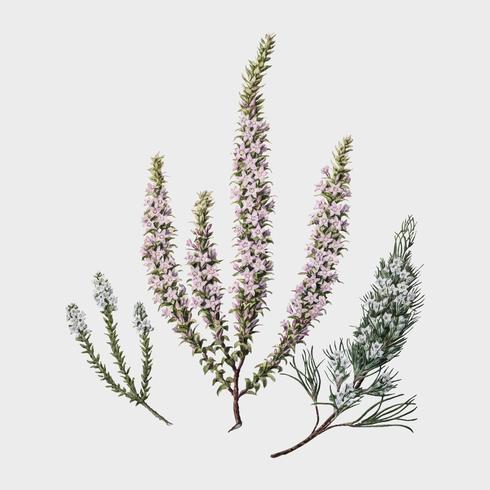 Antieke plant Epacris (2 soorten) getekend door Sarah Featon (1848 - 1927). Digitaal verbeterd door rawpixel. vector