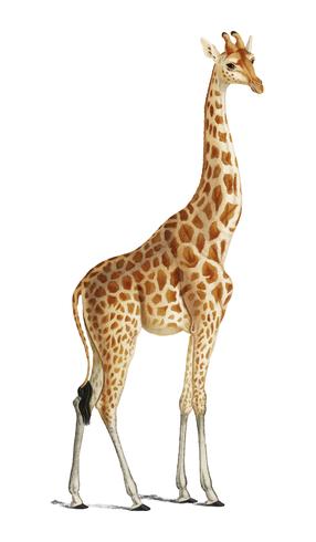 Giraf (Giraffa camelopardalis) geïllustreerd door Charles Dessalines D &#39;Orbigny (1806-1876). Digitaal verbeterd van onze eigen uitgave van Dictionnaire Universel D&#39;histoire Naturelle uit 1892. vector