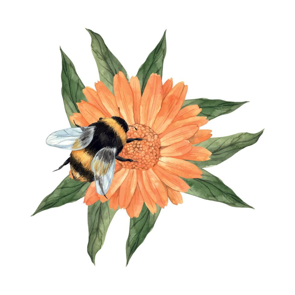 waterverf samenstelling met calendula, groen bladeren en groot hommel. illustratie is hand- getrokken, geschikt voor menu ontwerp, verpakking, poster, website, textiel, uitnodiging, brochure, textiel vector