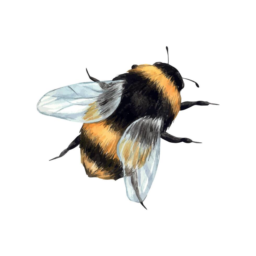 waterverf tekening van een hommel in vlucht. illustratie hand- getrokken Aan wit achtergrond, geschikt voor menu ontwerp, verpakking, poster, website, textiel, uitnodiging, brochure, textiel vector