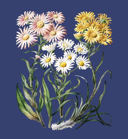 Antieke plant New Zealand snow groundsels getekend door Sarah Featon (1848 - 1927). Digitaal verbeterd door rawpixel. vector