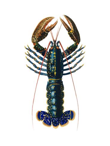 Crimson Crawfish (Palemon Ornatum) geïllustreerd door Charles Dessalines D &#39;Orbigny (1806-1876). Digitaal verbeterd van onze eigen uitgave van Dictionnaire Universel D&#39;histoire Naturelle uit 1892. vector