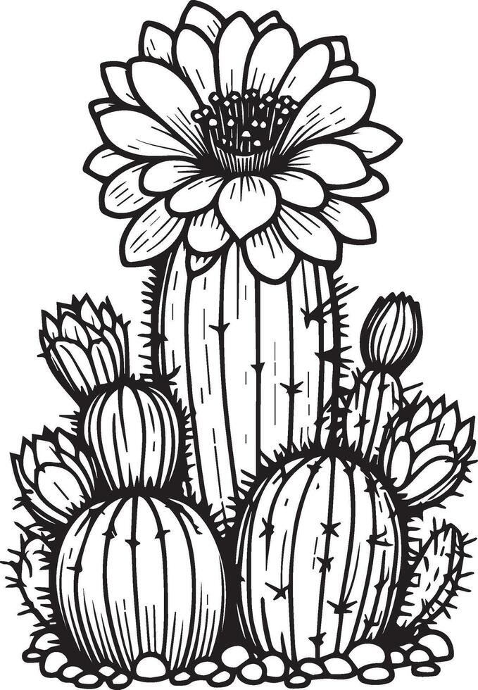 cactus met bloem kleur Pagina's voor volwassenen, schets cactus tekeningen, cactus vector kunst, cactus botanisch illustraties, woestijn cactus kleur bladzijde, schets cactus kleur bladzijde, realistisch cactus
