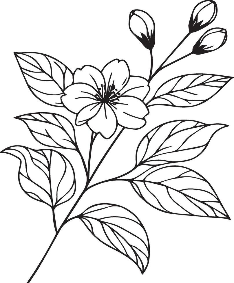 minimalistische schets jasmijn bloem tatoeëren, zwart en wit jasmijn bloem tekening, tekening botanisch jasmijn bloem, wetenschappelijk jasmijn botanisch illustratie, ster jasmijn bloem botanisch lijn kunst vector