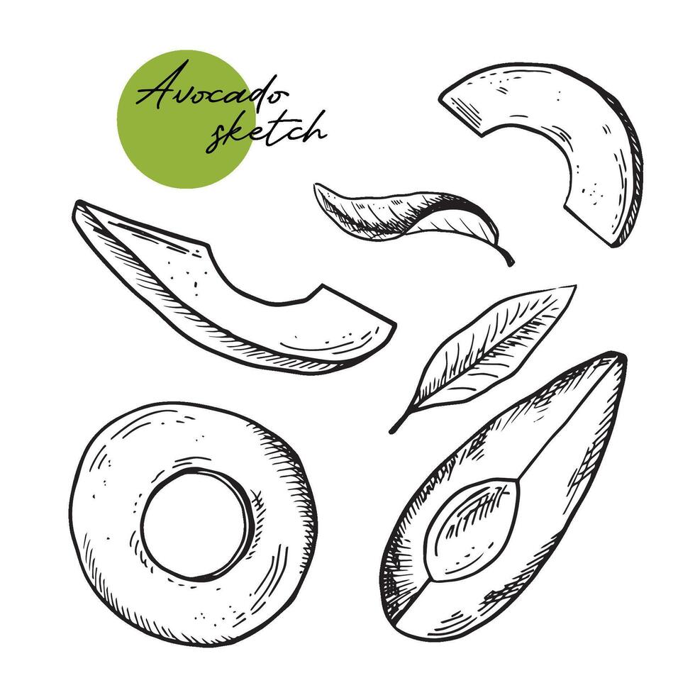 avocado plak vector. hand- getrokken schetsen van rijp tropisch fruit. stuk van geschild vers avocado. smakelijk gezond voedsel, tuin groente schets. monochroom illustratie geïsoleerd Aan wihte vector