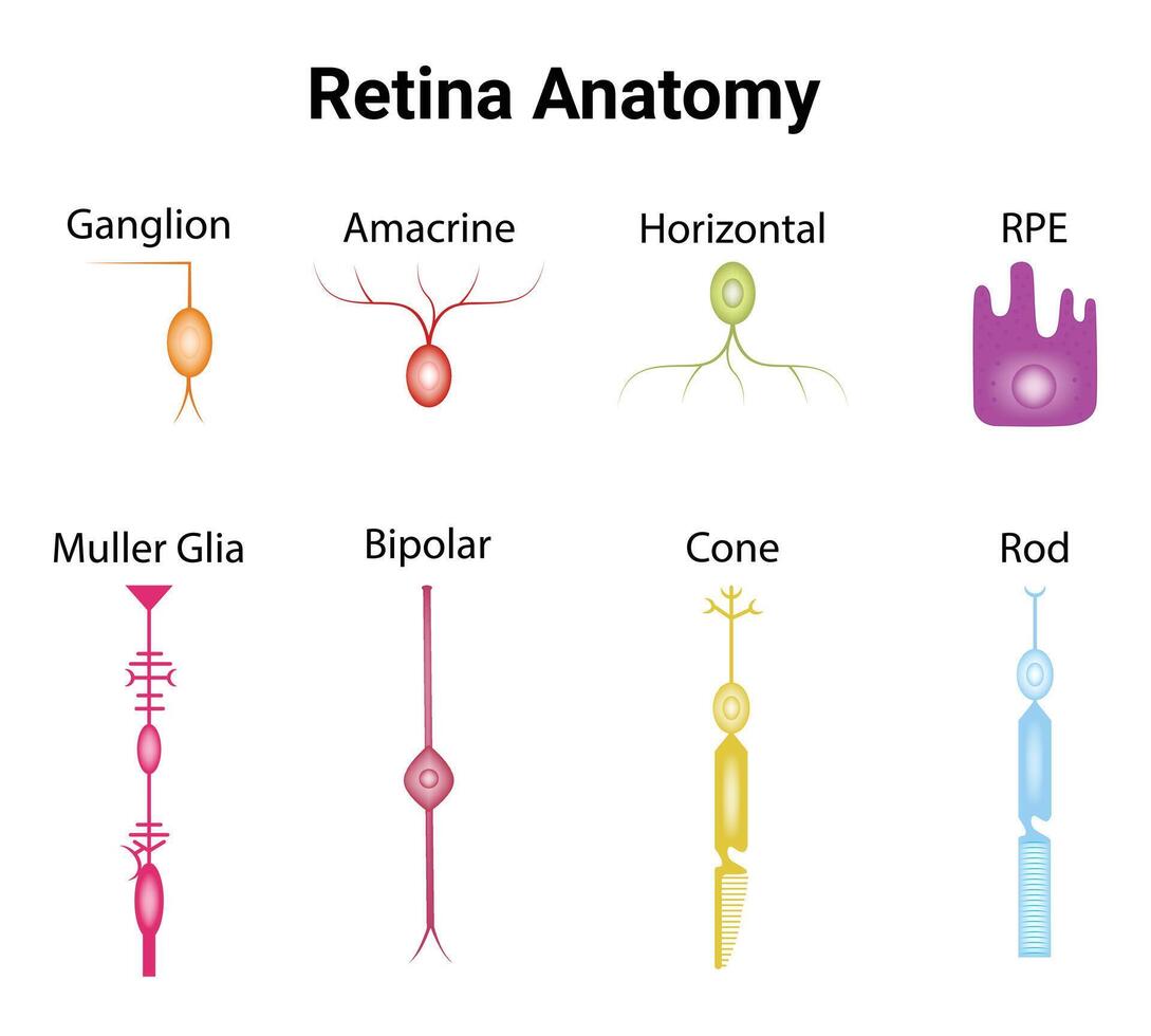 netvlies anatomie wetenschap ontwerp vector illustratie