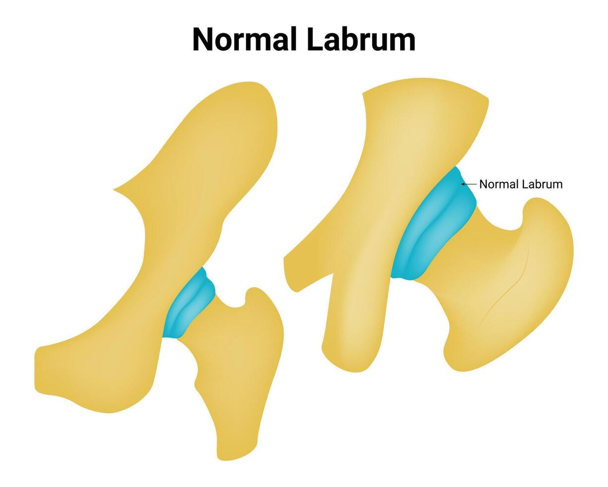 normaal labrum wetenschap ontwerp vector illustratie diagram