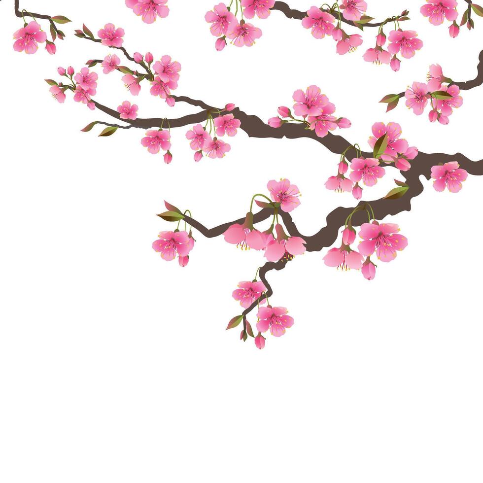 Japans sakura bloemen. kers bloesem Afdeling met een bloeiend roze bloem. realistisch vector voorjaar boom geïsoleerd Aan wit achtergrond. Hanami festival. illustratie voor bruiloft uitnodigingen vrouwen dag