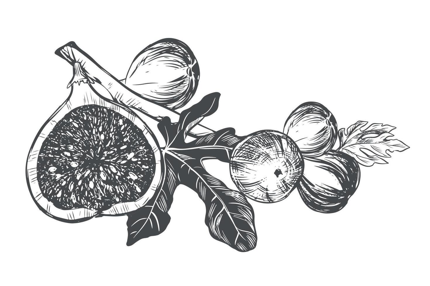 fig Afdeling Aan een wit achtergrond. tropisch plant, rauw fruit, blad. schetsen van zoet vruchten. vector beeld in gravure stijl. geschikt voor verpakking ontwerp, logo.