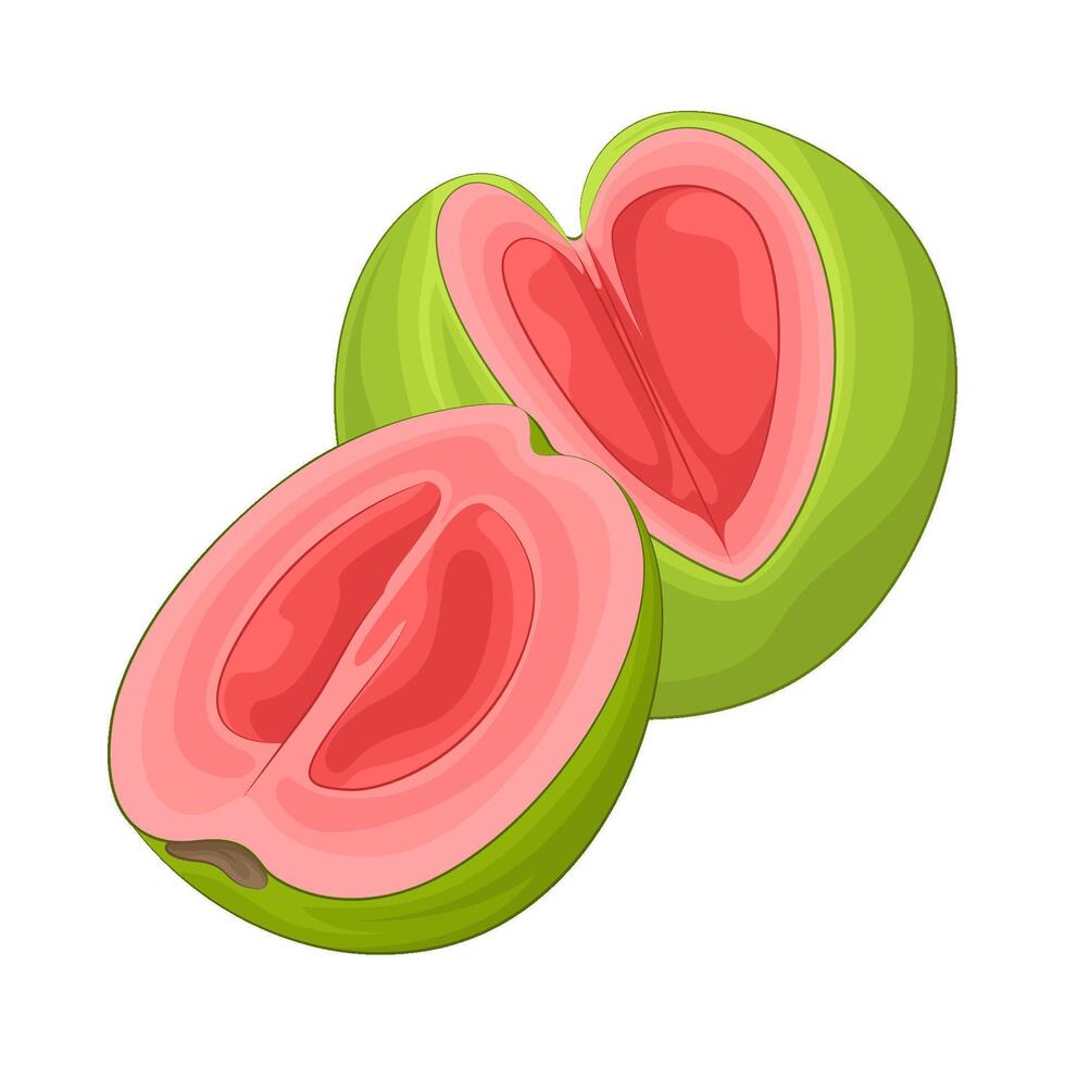 illustratie van guava vector