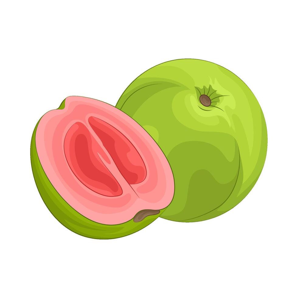 illustratie van guava vector
