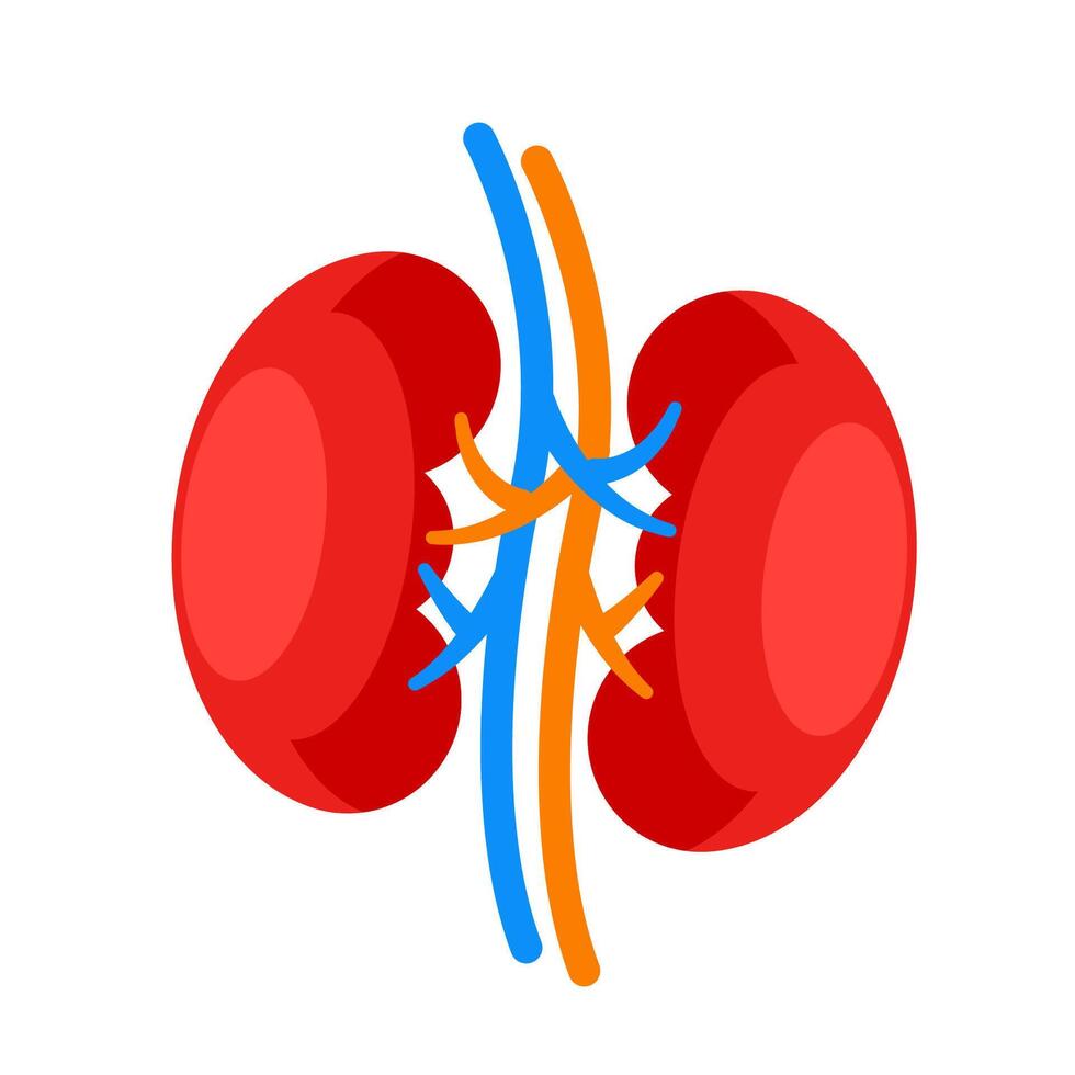 menselijk nier. intern orgaan icoon. urine- en endocriene systeem. vector illustratie