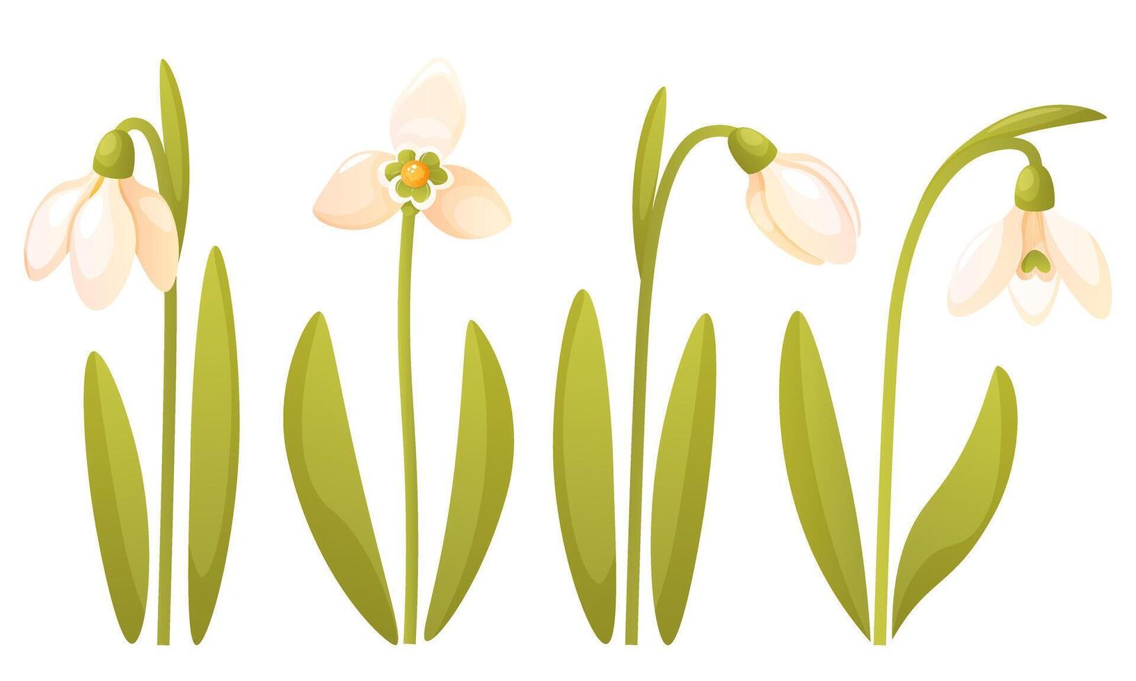 reeks van verschillend sneeuwklokjes Aan een wit achtergrond. eerste voorjaar bloem, sleutelbloem. sneeuwklokje knop, sneeuwklokje in bloeien, Aan een stam met bladeren. Internationale sneeuwklokje dag. vector botanisch illustratie.