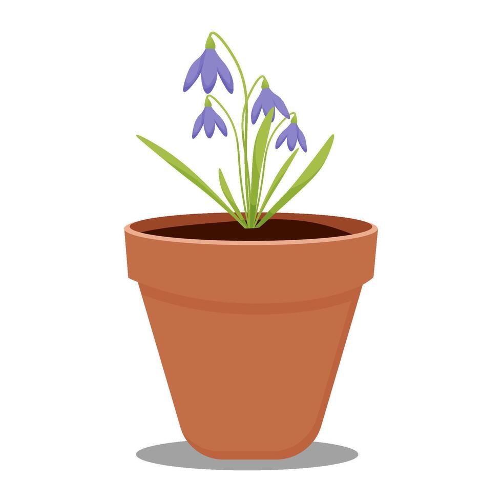 Purper sneeuwklokje in een pot Aan een transparant achtergrond. vector illustratie