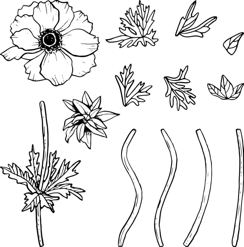 anemonen bloem met stengels en bladeren vector illustratie set. weide wilde bloemen klaprozen bloesem verzameling voor voorjaar ontwerpen