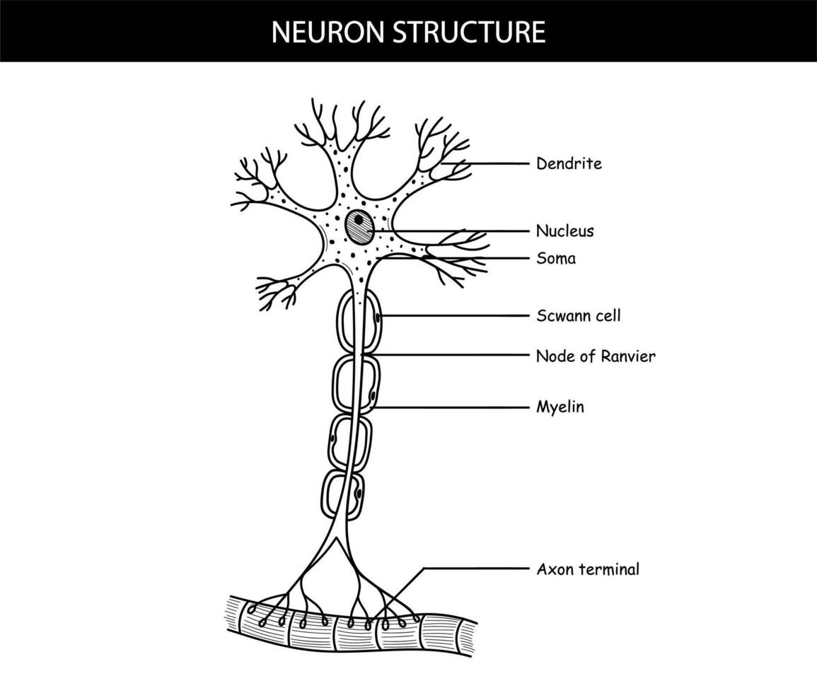anatomisch illustratie van een neuron in tekenfilm stijl vector