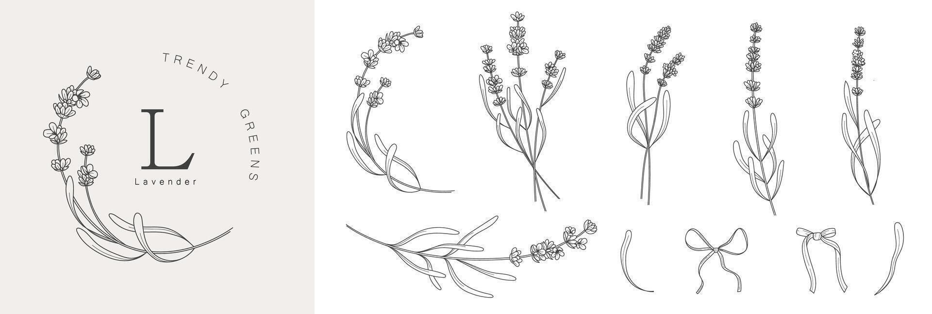 lavendel takken. hand- getrokken botanisch illustraties in lineair stijl. vector