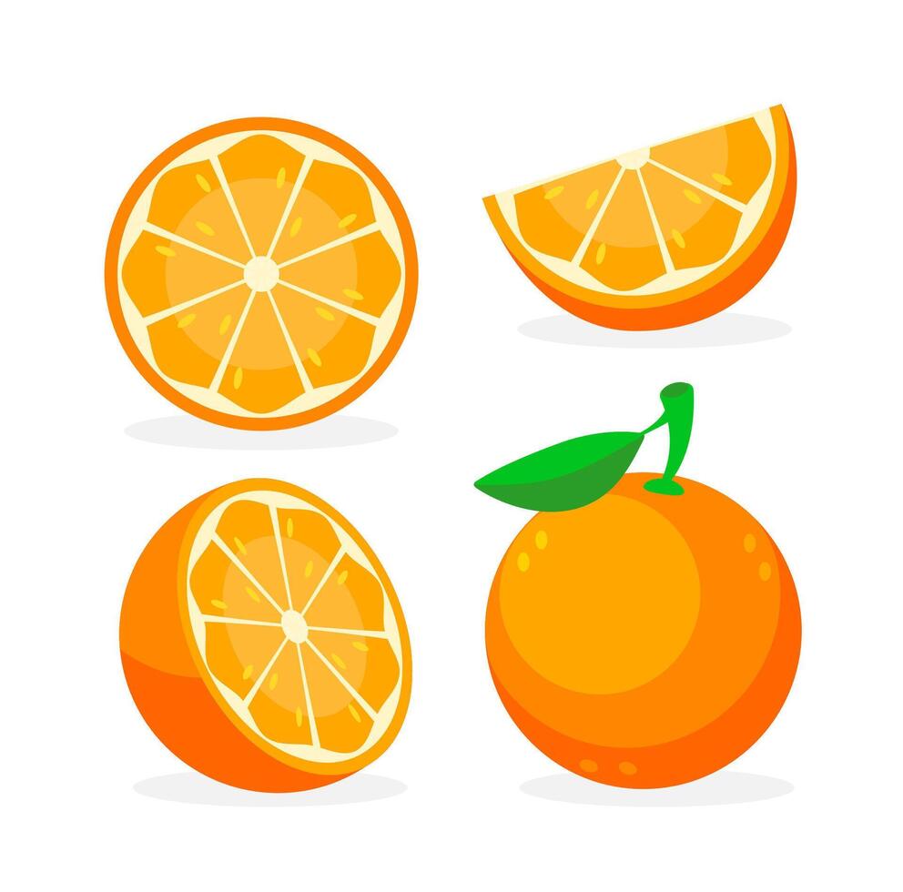 verzameling van vers sinaasappelen. oranje fruit geïsoleerd Aan wit achtergrond. vector illustratie