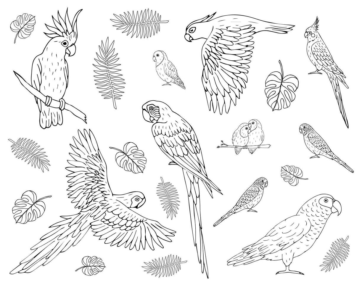 vector reeks bundel van hand- getrokken verschillend papegaai